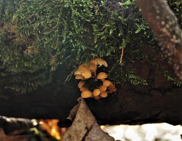 plamienka Flammulina sp.