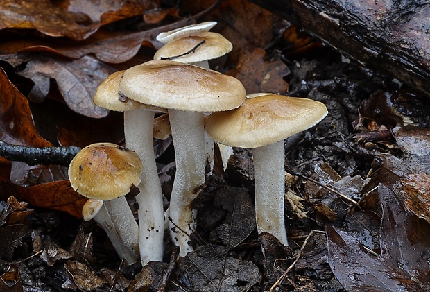 šťavnačka vláknitá Hygrophorus arbustivus Fr.