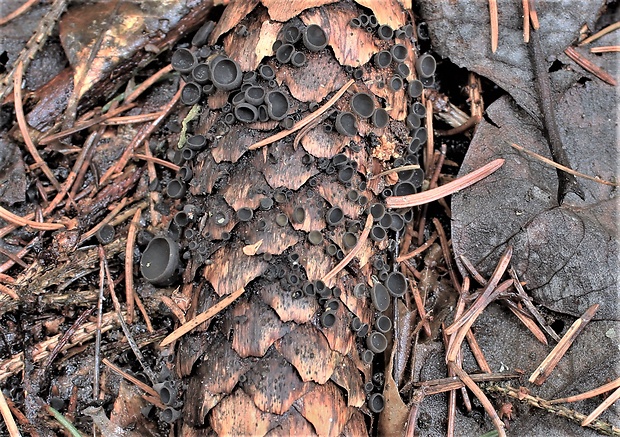 jahňadka smreková Rutstroemia bulgarioides (P. Karst.) P. Karst.