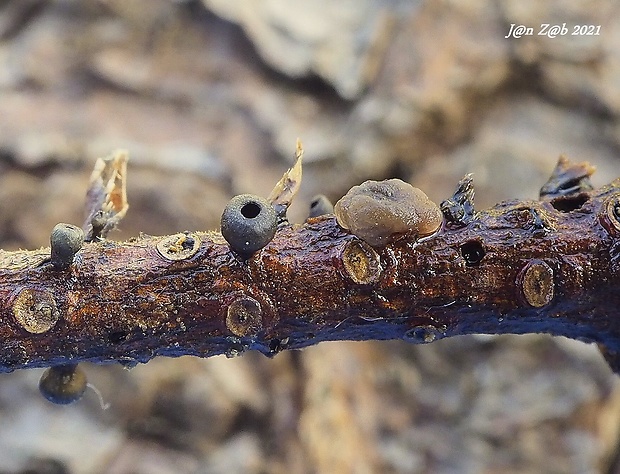 terčovka jedľová a Tremella sp. Rutstroemia elatina (Alb. & Schwein.) Rehm