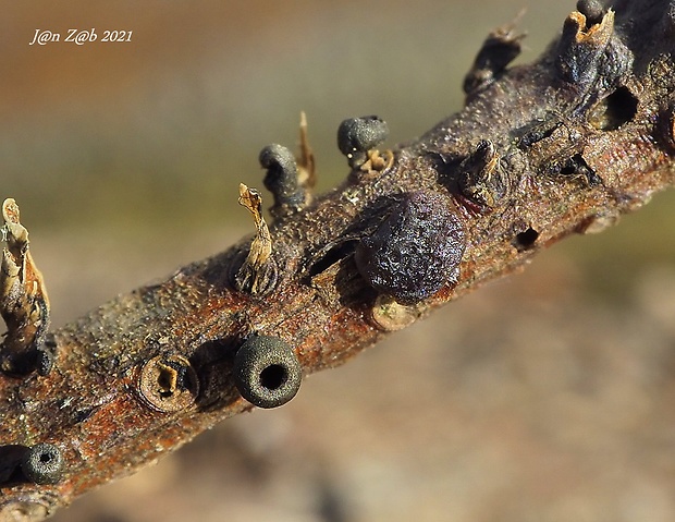 rôsolovka Tremella sp.