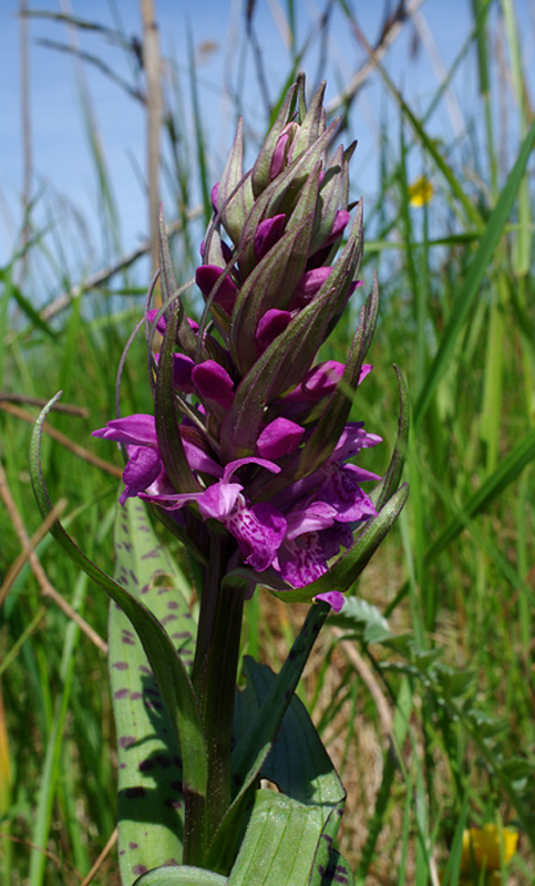 vstavačovec májový pravý Dactylorhiza majalis subsp. majalis (Reincherb.) Hunt & Summerh.