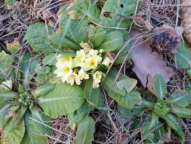 prvosienka bezbyľová Primula acaulis (L.) L.