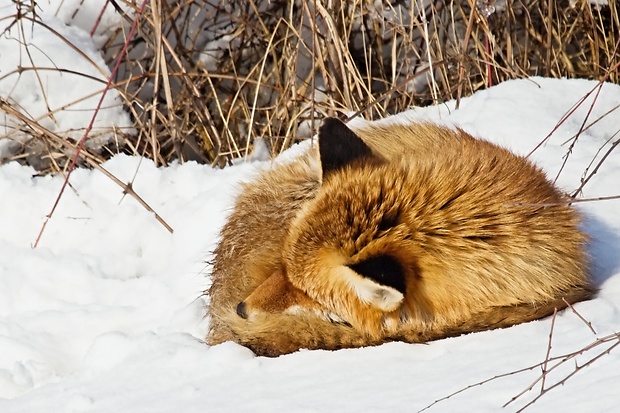 líška hrdzavá Vulpes vulpes