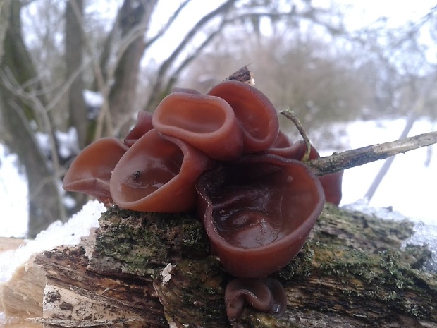 uchovec bazový Auricularia auricula-judae (Bull.) Quél.