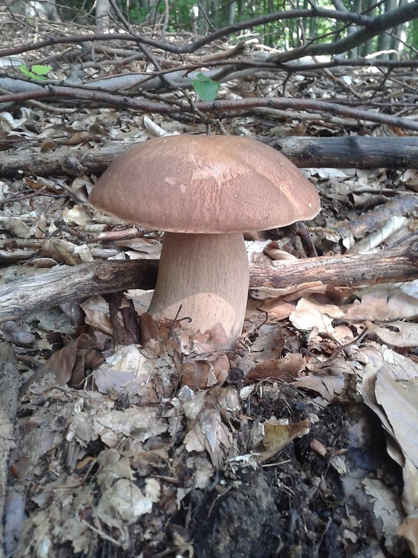 hríb dubový Boletus reticulatus Schaeff.