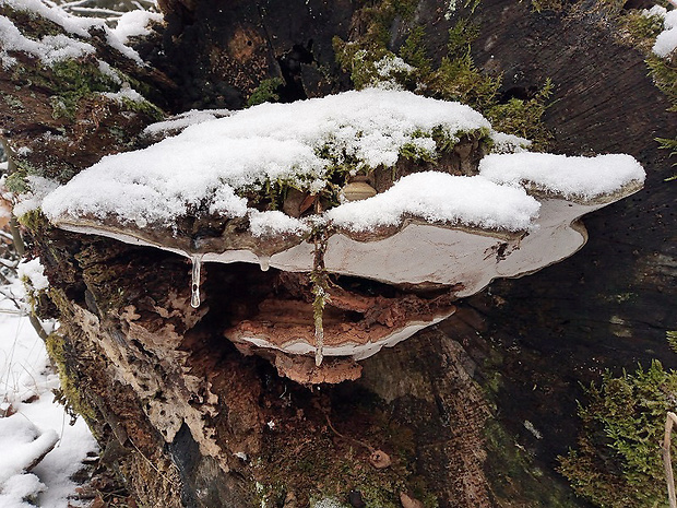 lesklokôrovka plochá Ganoderma applanatum (Pers.) Pat.