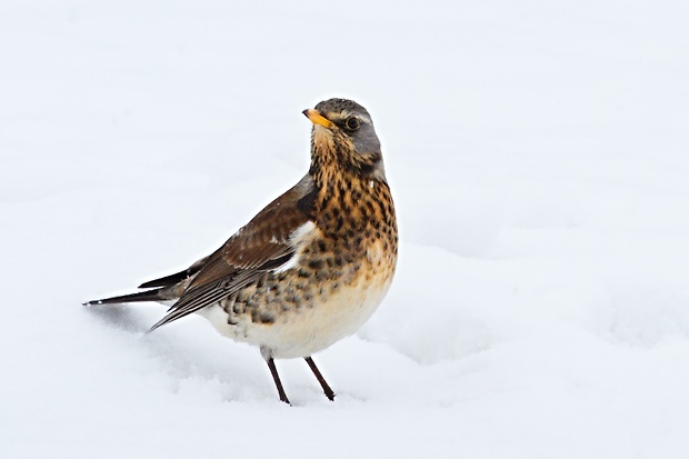 drozd čvíkotavý  Turdus pilaris