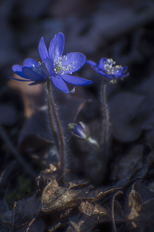 pečeňovník trojlaločný Hepatica nobilis Schreb.