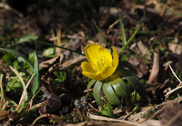 tavolín zimný Eranthis hyemalis (L.) Salisb.