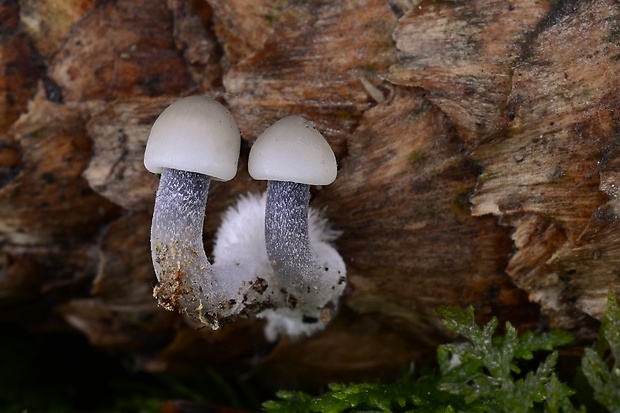 prilbička šišková Mycena strobilicola J. Favre & Kühner