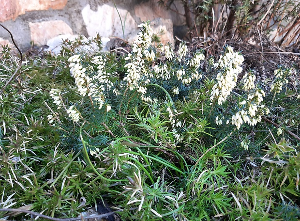 vres obyčajný Calluna vulgaris (L.) Hull