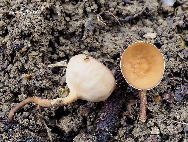 jahňadka obyčajná Ciboria amentacea (Balb.) Fuckel