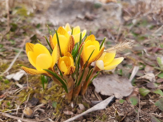 šafran Crocus sp.