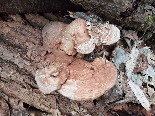 lesklokôrovka plochá Ganoderma applanatum (Pers.) Pat.