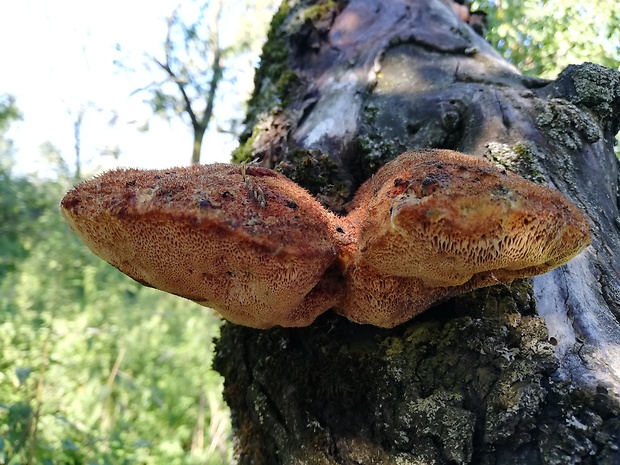 ryšavec srstnatý Inonotus hispidus (Bull.) P. Karst.