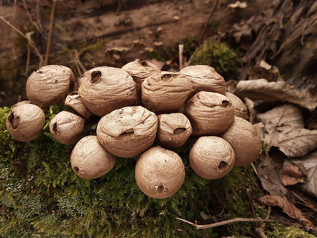 prášnica hruškovitá Lycoperdon pyriforme Schaeff.