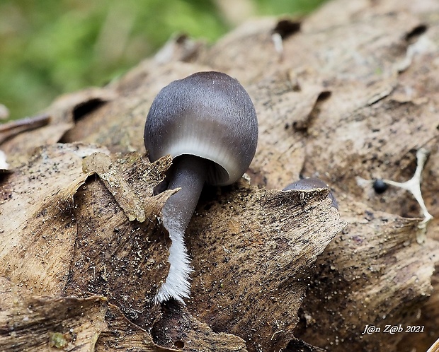 prilbička šišková Mycena strobilicola J. Favre & Kühner