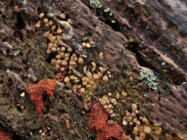 vlasnačka Trichia sp.