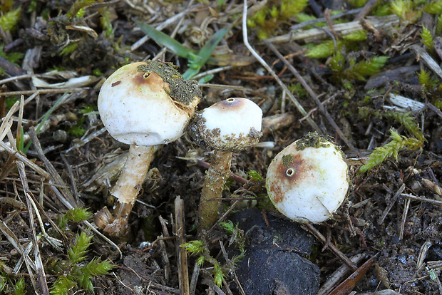 stopkovec zimný Tulostoma brumale Pers.