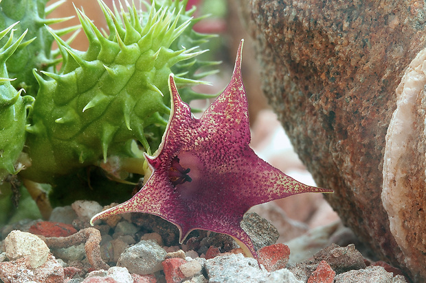 huernia pillansii huernia pillansii