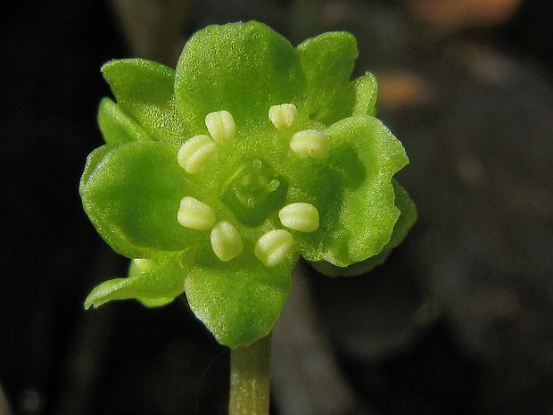 pižmovka mošusová Adoxa moschatellina L.