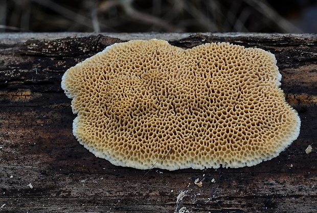 trúdnikovček Brunneoporus minutus (Spirin) Audet