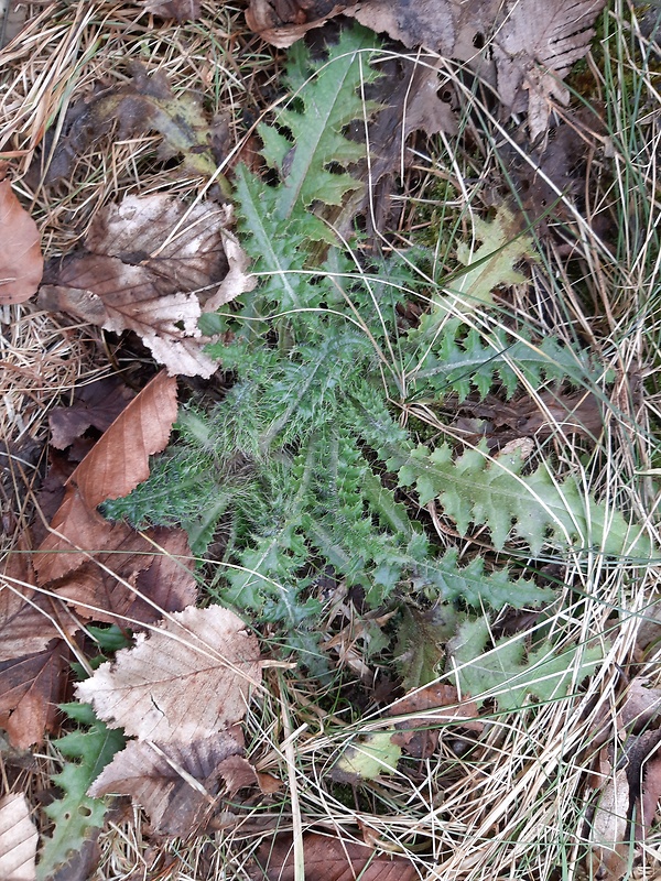 pichliač bezbyľový Cirsium acaule Scop.