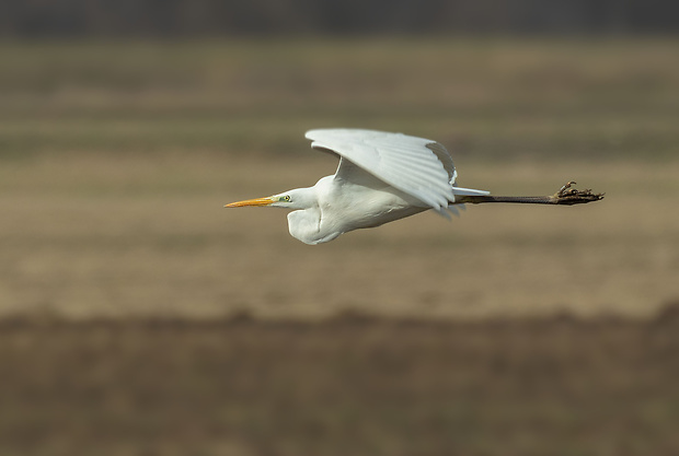 beluša veľká Egretta alba