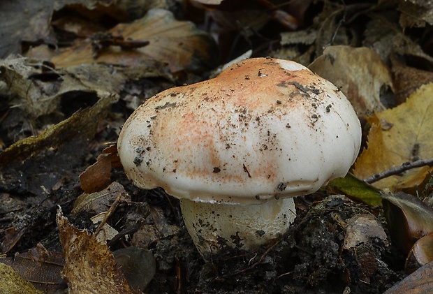 šťavnačka  Hygrophorus poetarum R. Heim