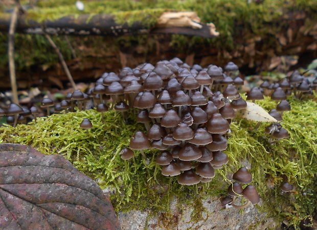 prilbička hnedosivá Mycena tintinnabulum (Paulet) Quél.