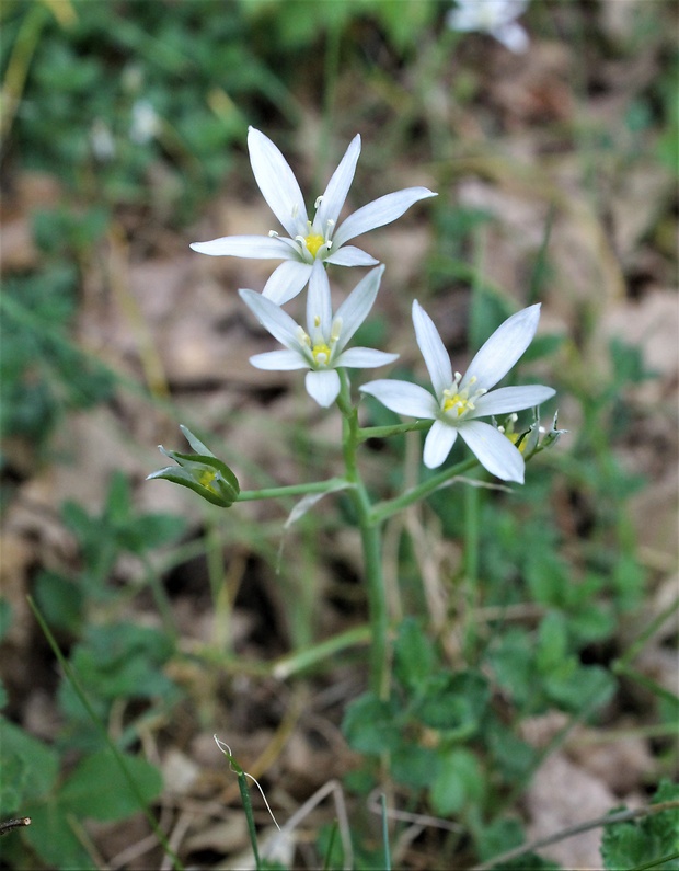 bledavka okolíkatá Ornithogalum umbellatum L