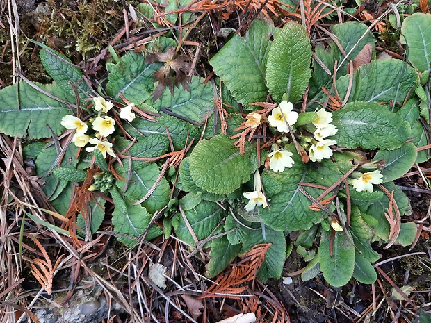 prvosienka bezbyľová Primula acaulis (L.) L.