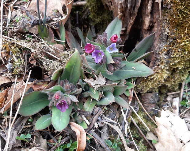 pľúcnik lekársky Pulmonaria officinalis L.