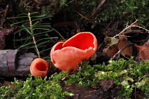 ohnivec šarlátový Sarcoscypha coccinea (Gray) Boud.