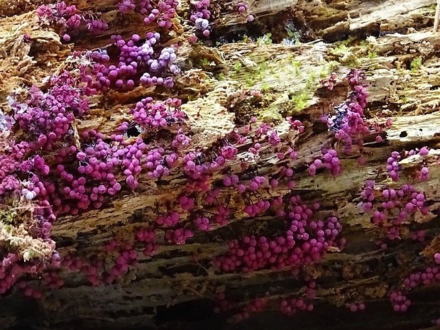 slizovka Cribraria purpurea var. purpurea Schrad.