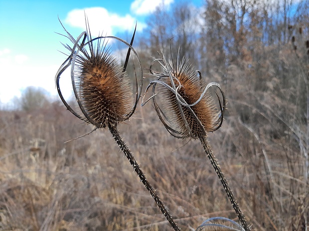 štetka lesná Dipsacus fullonum L.