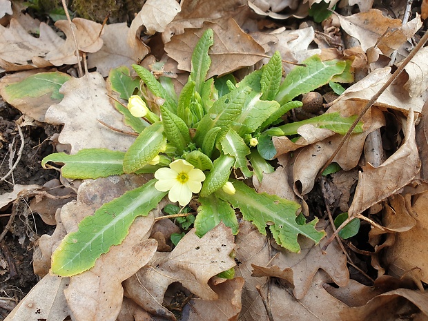 prvosienka bezbyľová Primula acaulis (L.) L.