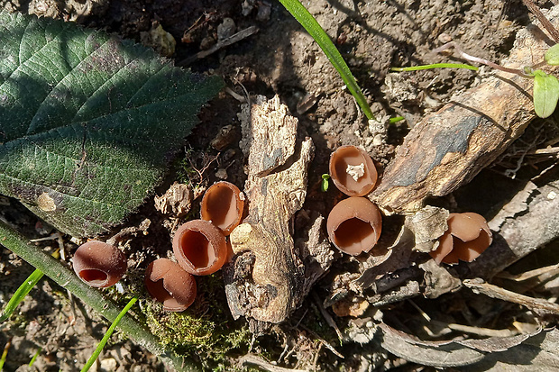 hľuznatka  Sclerotinia ficariae Rehm