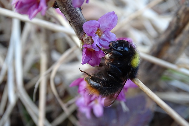 čmeľ zemný Bombus pratorum