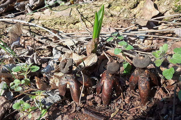 hviezdovka klenbová Geastrum fornicatum (Huds.) Hook.