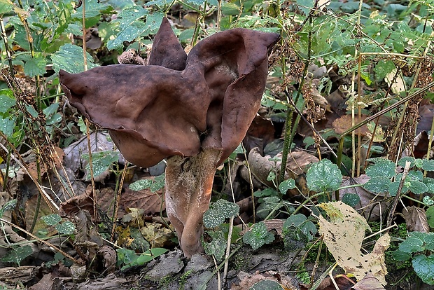 ušiak mitrovitý Gyromitra infula (Schaeff.) Quél.