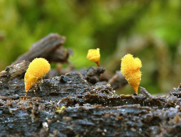 vlasovníčka kyjačikovitá Hemitrichia clavata (Pers.) Rostaf.