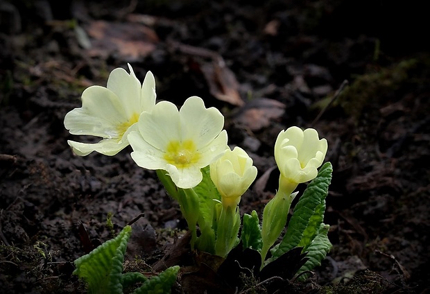 prvosienka bezbyľová Primula acaulis (L.) L.