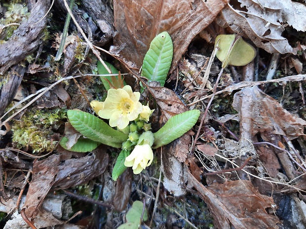 prvosienka bezbyľová Primula acaulis (L.) L.