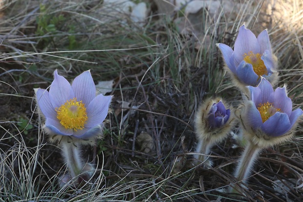 poniklec veľkokvetý Pulsatilla grandis Wender.