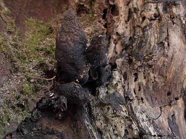 drevnatec kyjakovitý Xylaria polymorpha (Pers.) Grev.