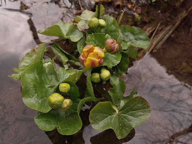 záružlie močiarne Caltha palustris L.