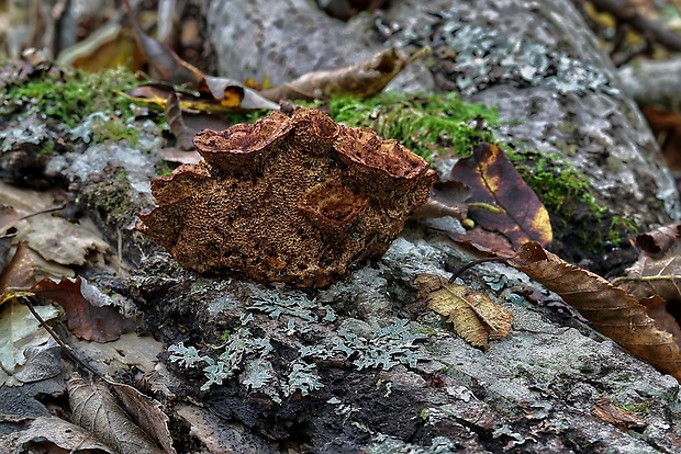 trámovka plotová Gloeophyllum sepiarium (Wulfen) P. Karst.