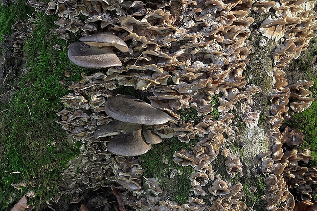 pňovka neskorá Sarcomyxa serotina (Pers.) P. Karst.